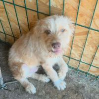 Simba petit roumain à l'adoption #2