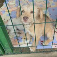 Simba petit roumain à l'adoption #3