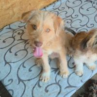 Simba petit roumain à l'adoption #4