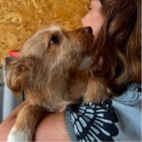 Simba petit roumain à l'adoption