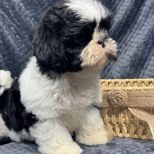 Buzz, mâle type shih tzu noir et blanc #2
