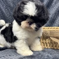 Buzz, mâle type shih tzu noir et blanc #1