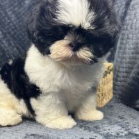 Buzz, mâle type shih tzu noir et blanc #0