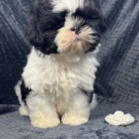 Buzz, mâle type shih tzu noir et blanc #4