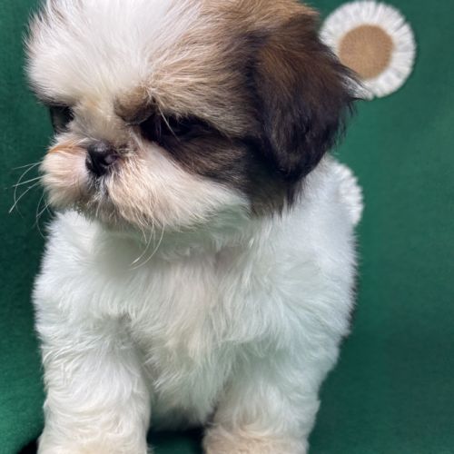 Bisou, mâle type shih tzu noir et blanc