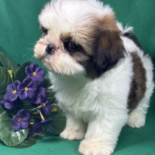 Bisou, mâle type shih tzu noir et blanc #3