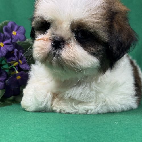 Bisou, mâle type shih tzu noir et blanc #4