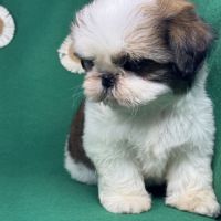 Bisou, mâle type shih tzu noir et blanc #2