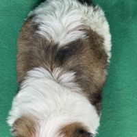 Bisou, mâle type shih tzu noir et blanc #5