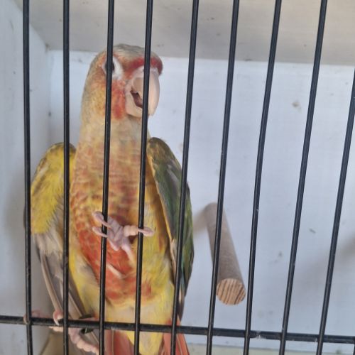 Conure molina