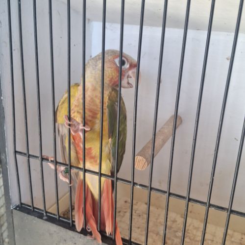 Conure molina #2