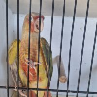 Conure molina