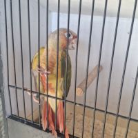 Conure molina #2