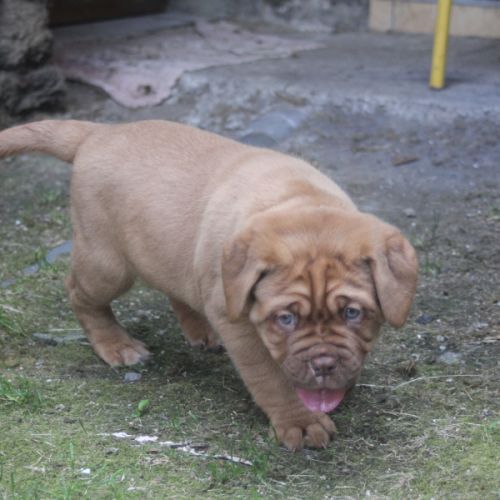 Dogue de bordeaux chiot femelle #1