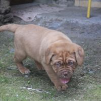 Dogue de bordeaux chiot femelle #1