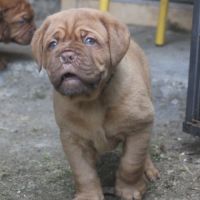 Dogue de bordeaux chiot femelle