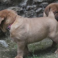 Dogue de bordeaux chiot femelle #3