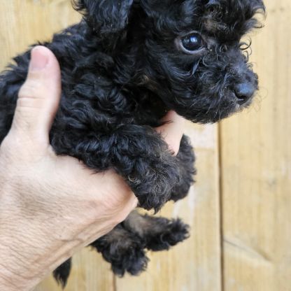 Chiots et adultes caniches nains toy #4
