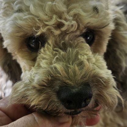 Chiots et adultes caniches nains, toy #3