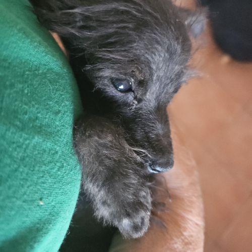 Chiots et adultes caniches nains, toy #5