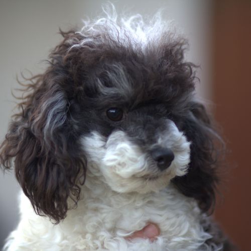Chiots et adultes caniches nains, toy #7