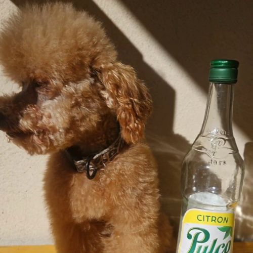Chiots et adultes caniches nains, toy #9