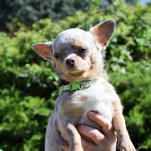 Chiots et adultes caniches nains, toy #10