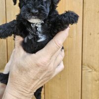 Chiots et adultes caniches nains toy