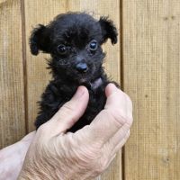 Chiots et adultes caniches nains toy #2
