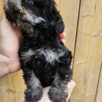 Chiots et adultes caniches nains toy #3