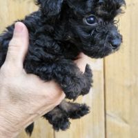 Chiots et adultes caniches nains toy #4