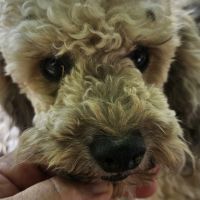 Chiots et adultes caniches nains, toy #3