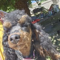 Chiots et adultes caniches nains toy #6