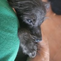 Chiots et adultes caniches nains, toy #5
