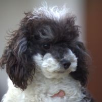 Chiots et adultes caniches nains, toy #7