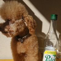 Chiots et adultes caniches nains, toy #9