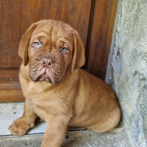 Chiot dogue de bordeaux mâle #3