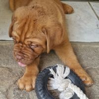 Chiot dogue de bordeaux mâle #1