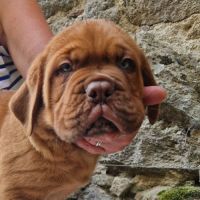 Chiot dogue de bordeaux mâle