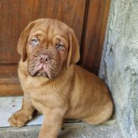 Chiot dogue de bordeaux mâle #3