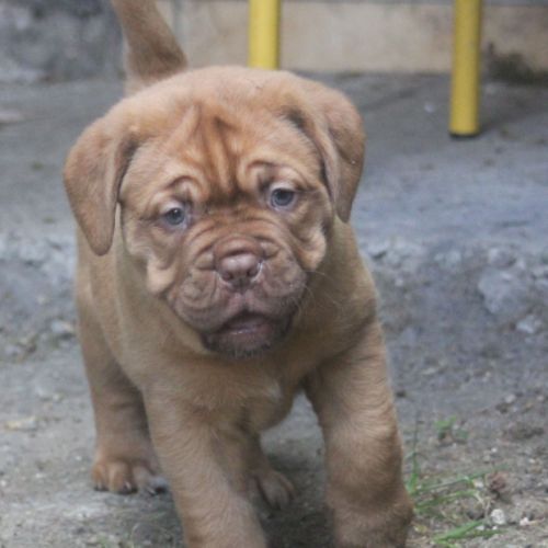 Dogue de bordeaux chiot femelle #1