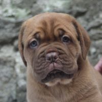 Dogue de bordeaux chiot femelle