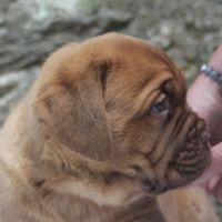 Dogue de bordeaux chiot femelle #3