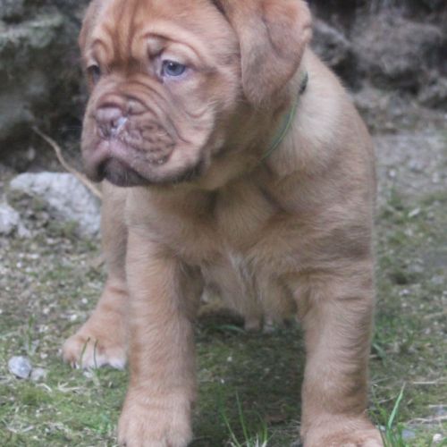 Chiot dogue de bordeaux femelle #2