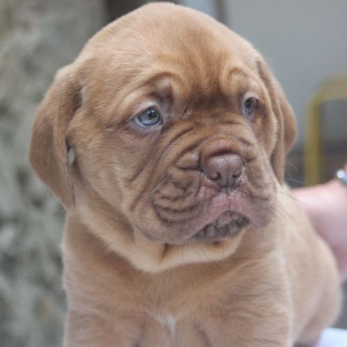 Chiot dogue de bordeaux femelle #3