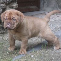 Chiot dogue de bordeaux femelle