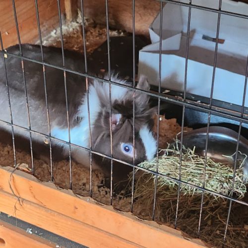 Lapin nain à adopter