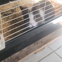 Lapin nain à adopter #2