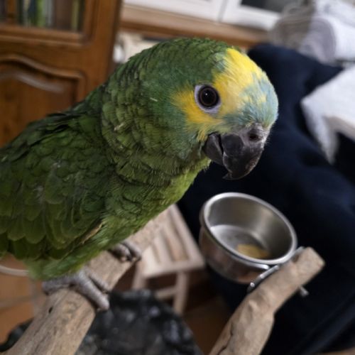 Amazone à front bleu