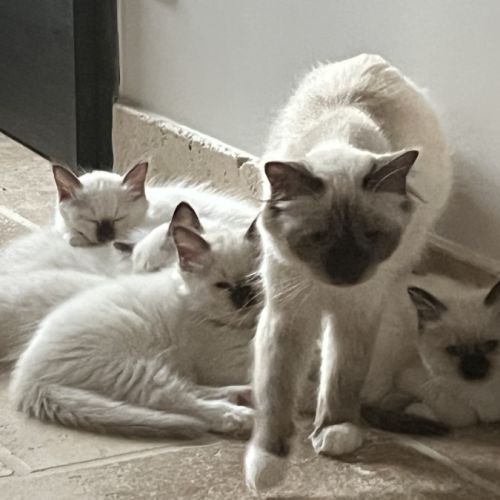 Chatons sacré de birmanie loof #1
